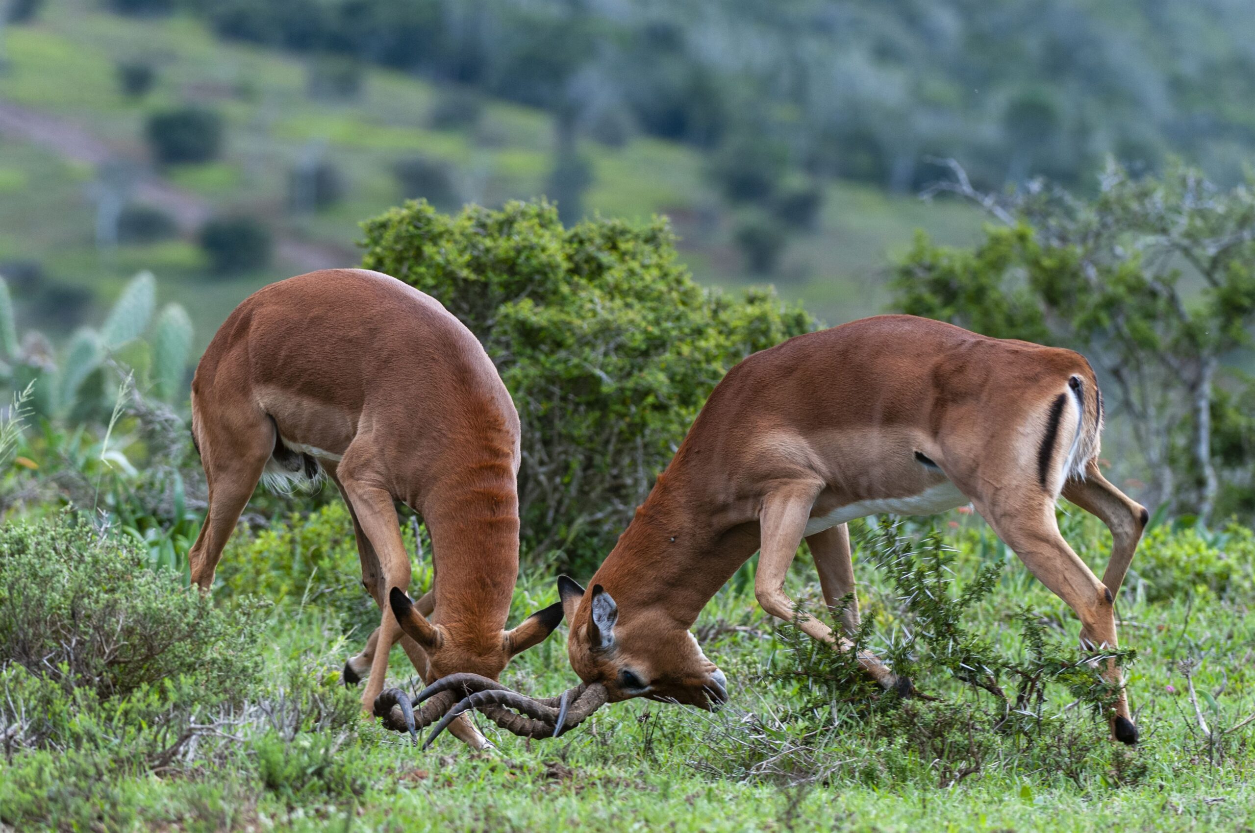 two-impalas-locking-horns-in-a-grassy-field-2024-07-03-23-02-06-utc
