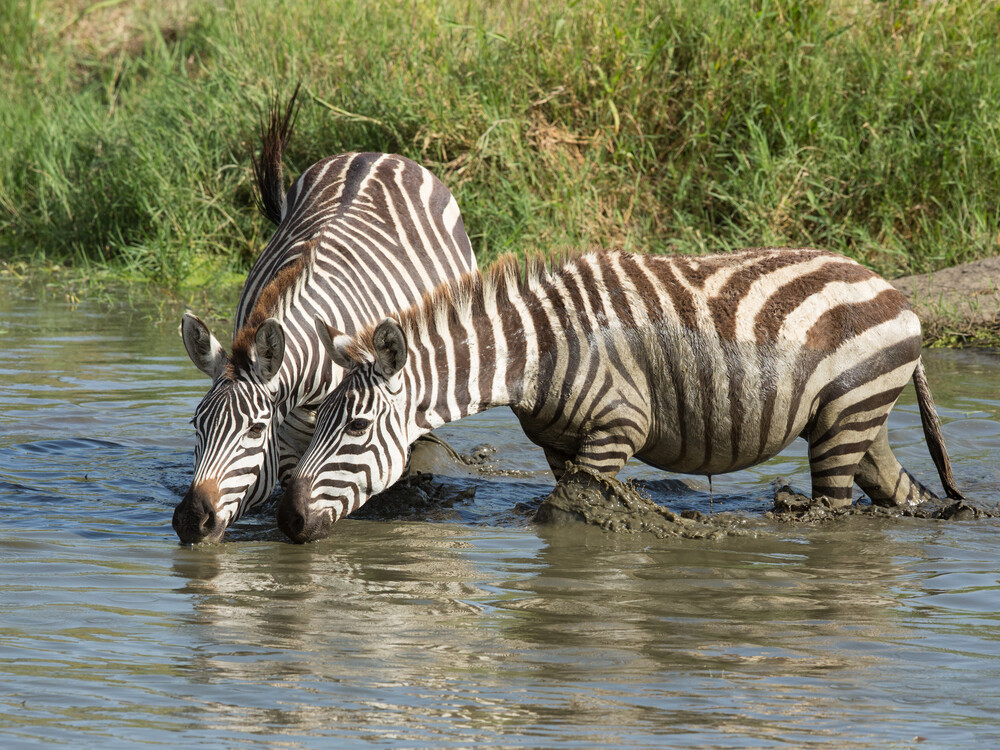 Two,Plains,Zebra,Drinking,Water,In,The,Serengeti,,Tanzania