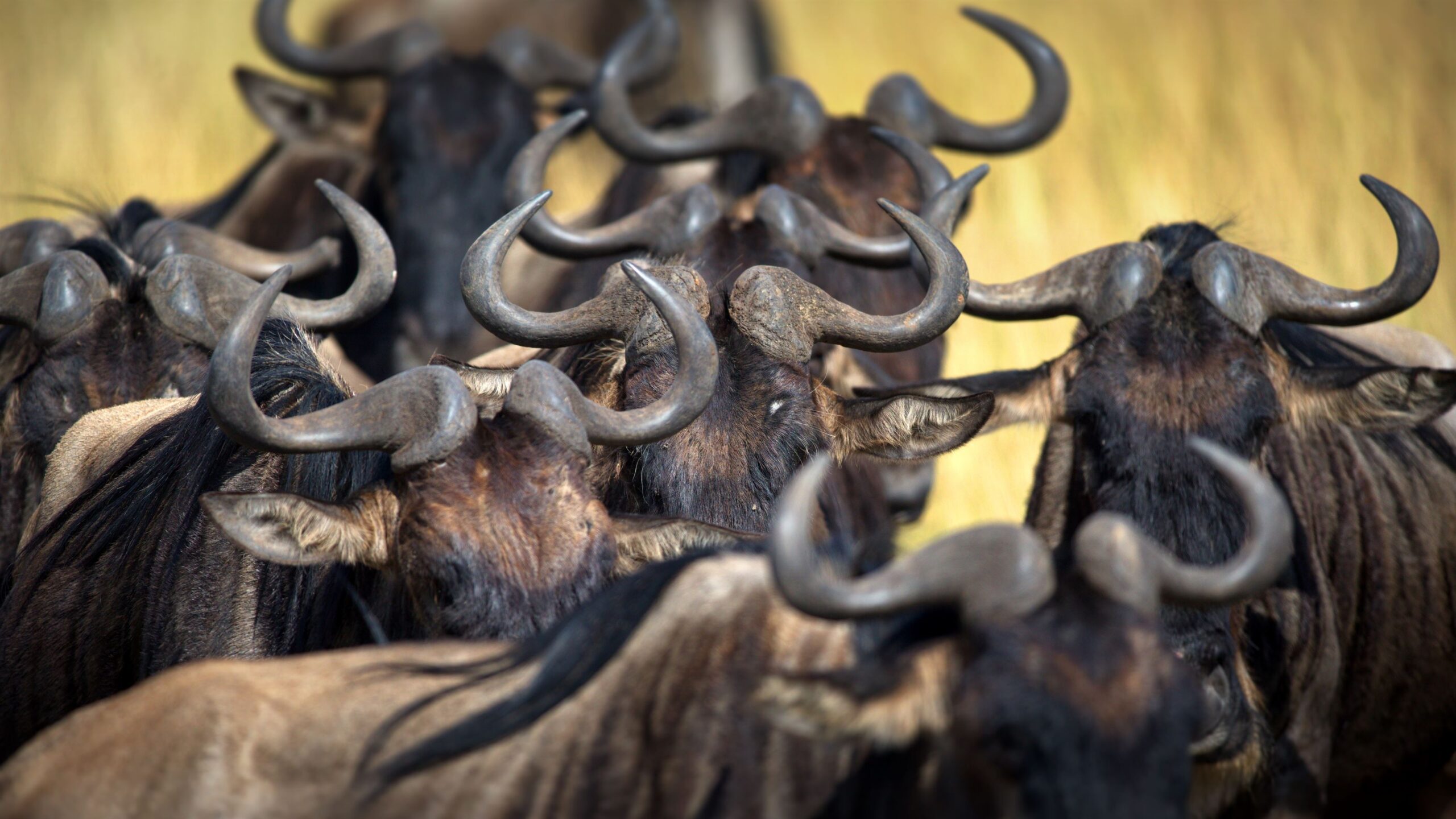 group-of-buffalos-in-masai-mara-kenya-2023-11-27-05-09-01-utc