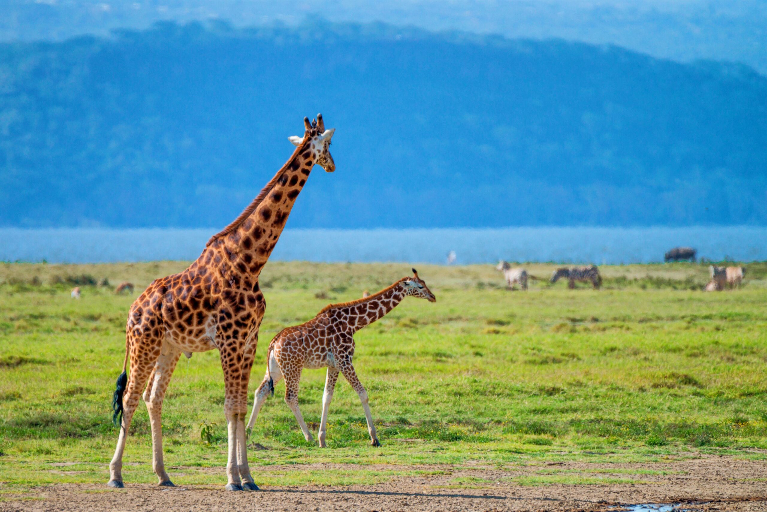 wild-ugandan-giraffe-in-savannah-2023-11-27-05-01-16-utc